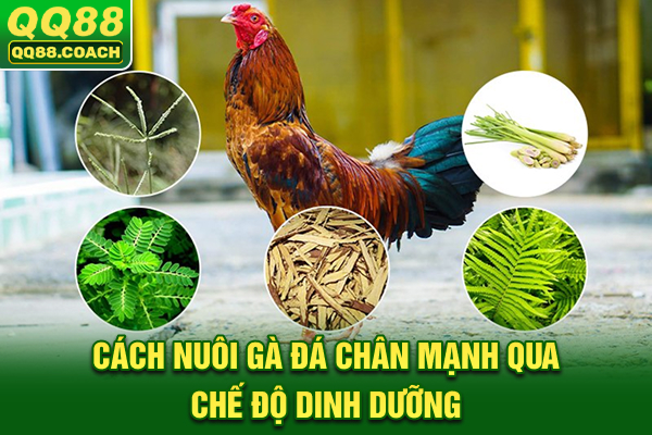 Cách nuôi gà đá chân mạnh qua chế độ dinh dưỡng