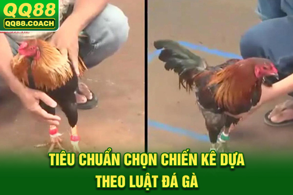 Tiêu chuẩn chọn chiến kê dựa theo luật đá gà