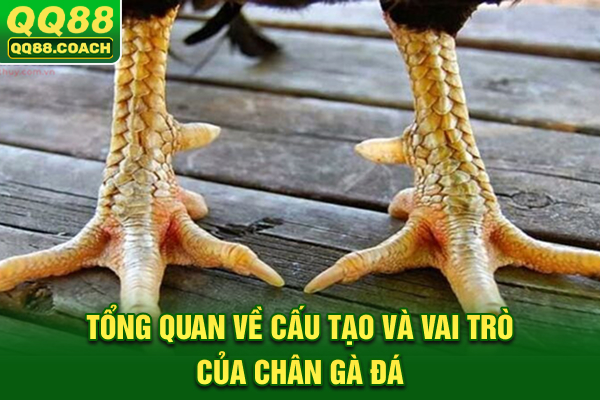 Tổng quan về cấu tạo và vai trò của chân gà đá